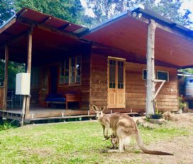Airbnb Accomodation | Crystal Waters Cottage | Paddy